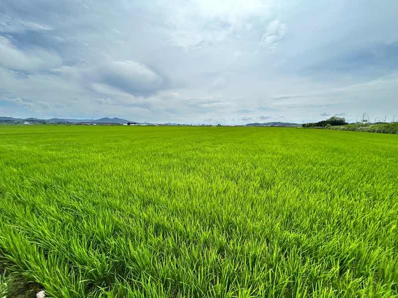 韓国の田んぼ６月